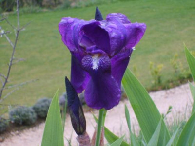 Iris07.jpg