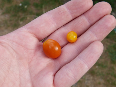 2018-06-21 Tomaten.jpg