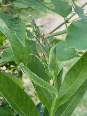 2018-06-21 Lobelia tupa.jpg