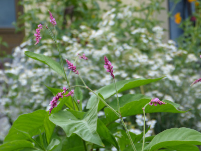 2018-06-21 Persicaria orientalis.jpg