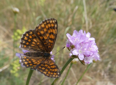 Melitaea athalia Oberseite180621.jpg