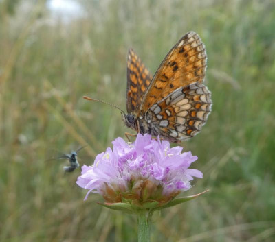 Melitaea athalia 180621.jpg