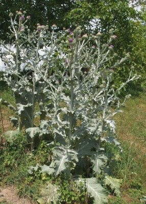 Onopordum acanthium_Eselsdistel_P6212306.JPG