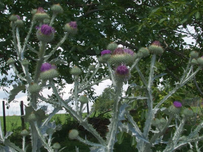 Onopordum acanthium_Eselsdistel_P6212307.JPG