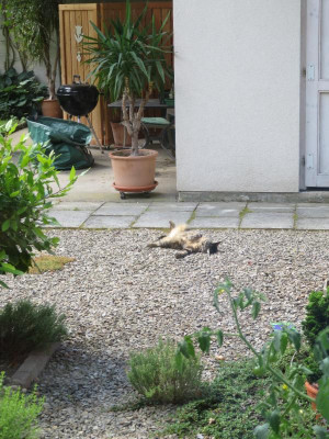 CoquineTiefenenspannt.png