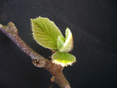 Kiwi_m.15.04.2007.JPG