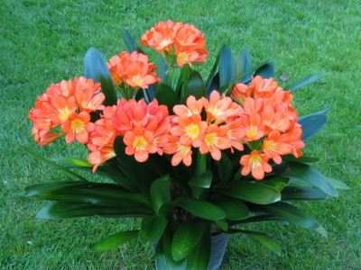 Clivia.jpg