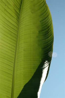A2761_Large.JPG