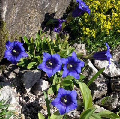 Gentiana_clusii_2007-04-14_009.JPG