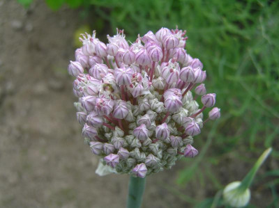 Lauchblüte 2018 002.JPG