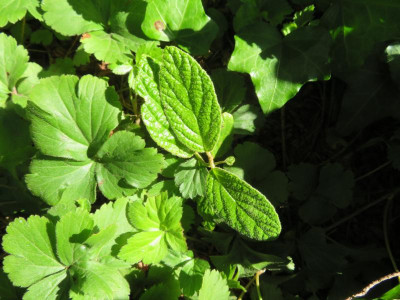 HydrangeaAsperaFragezeichen.png