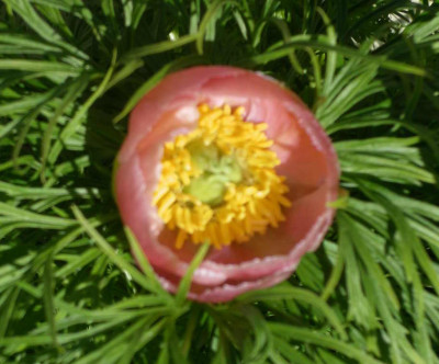Paeonia_tenuifolia_rosea_2007-04-15_.JPG