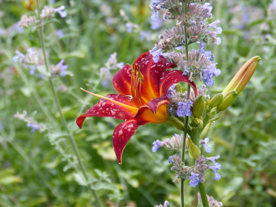 2018-06-22 Gartenimpressionen 1.jpg