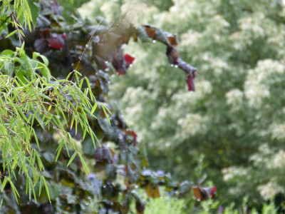 2018-06-22 Gartenimpressionen 3.jpg