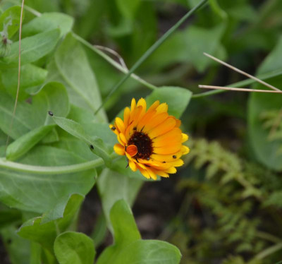 Calendula-SPG.18-1.jpg