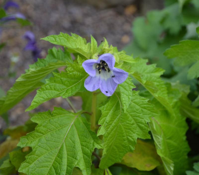 Nicandra_physaloides.18-1.jpg