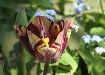 tulipa_insulinde_4842.jpg