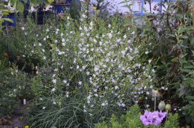 Anthericum_ramosum.18-1.jpg