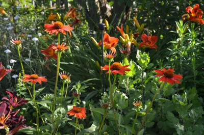 Echinacea-Sämling-orange.18-1.jpg