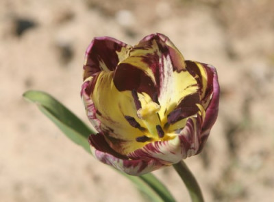 tulipa_insulinde_4837.jpg