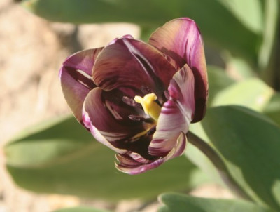 tulipa_insulinde_4838.jpg