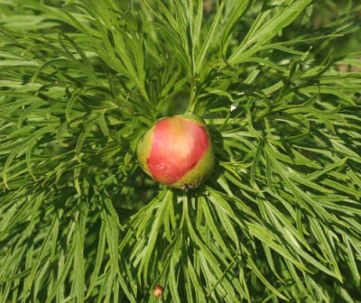 paeonia_tenuifolia_rosea_4846.jpg