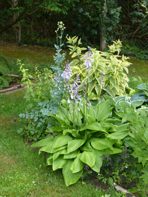 2018-06-22 Hosta 'Heideturm'.jpg