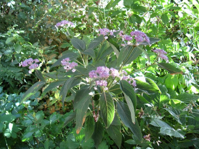 Hydrangea robusta var. longipes.JPG