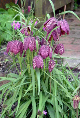 2007-04-14_006.JPG