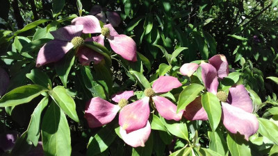 Cornus capitata Sämling.jpg