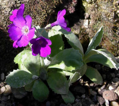 Primula_marginata_Beamish_2007-04-14.JPG