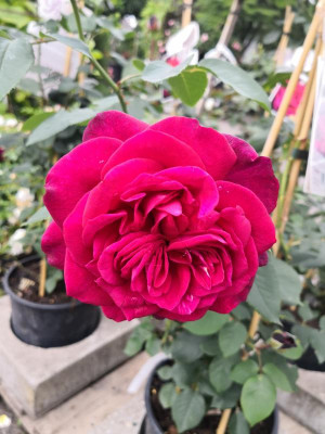 IMG_20180617_131412.jpg