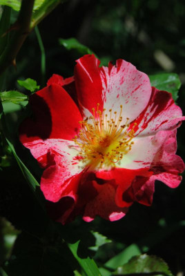 DSC_0421.JPG