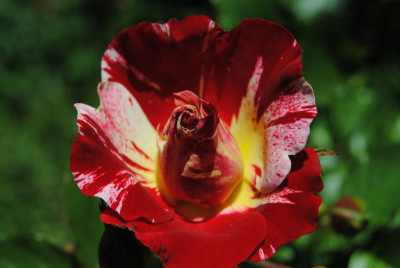 DSC_0422.JPG