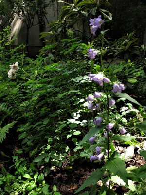 waldgockenblume.img.JPG