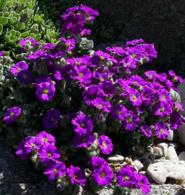 Aubrieta_Elsa_Lancaster_2007-04-14.JPG