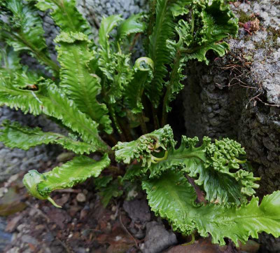 Asplenium scolopendrium Eugens Verrücktheit ...    23.6 001.jpg
