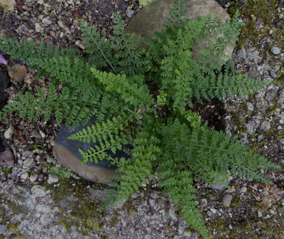 Asplenium fontanum  PT ...  23.6 018.jpg