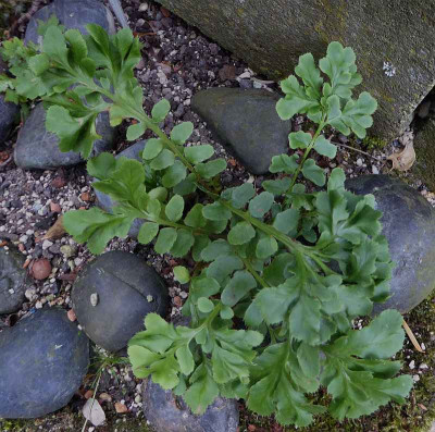 Polystichum acrostichoides 'Waldzwerg'   ...   23.6 007.jpg