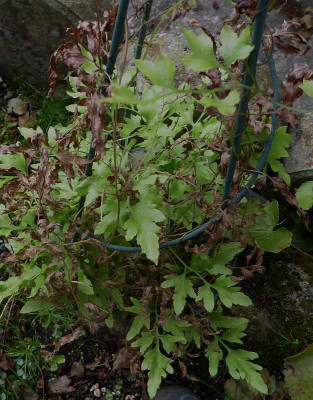 Lygodium japonicum ...   23.6 017.jpg