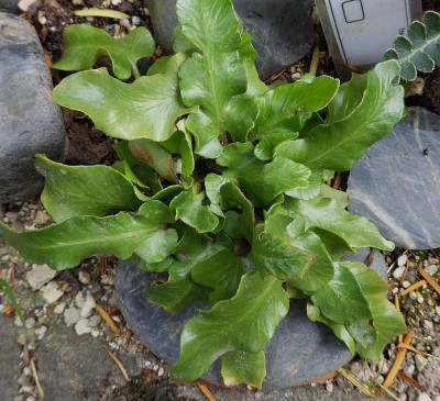 Asplenium hybridum  ...   23.6 027.jpg