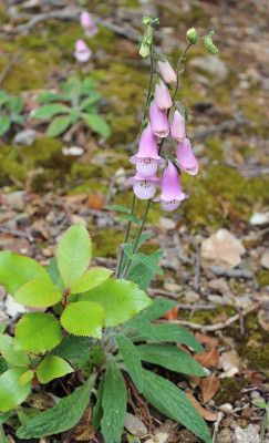 Digitalis minor.jpg
