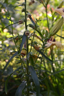 Digitalis_laevigata.18-1.jpg