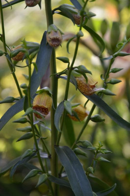 Digitalis_laevigata.18-2.jpg