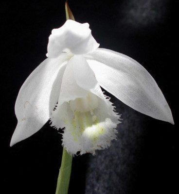 Pleione_formosana_Snow_White_2007-04-14.JPG