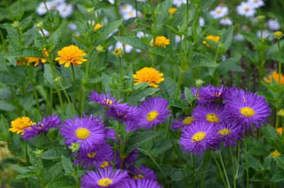 Erigeron-Dominator.18-2.jpg