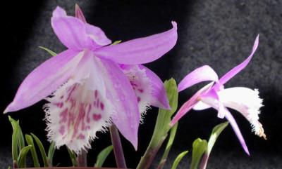 Pleione_bulbocodioides_Yunnan_2007-04-14.JPG