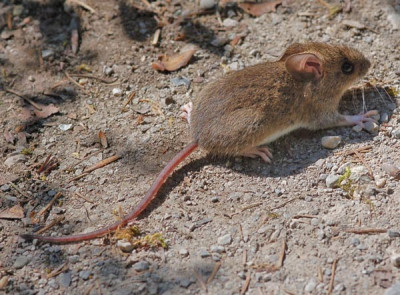Muenchen-Maus-auf-der-Fluch.jpg