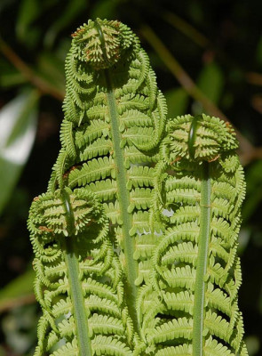 Munchen-Dryopteris-affinis-.jpg