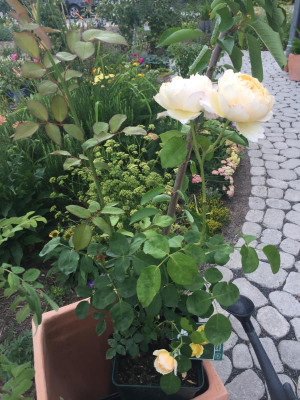 4C765169-008F-4FCE-8285-A5507E0CA334.jpeg